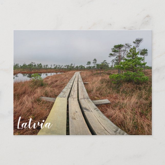 Carte Postale Sentier de randonnée dans le marécage (Devant)