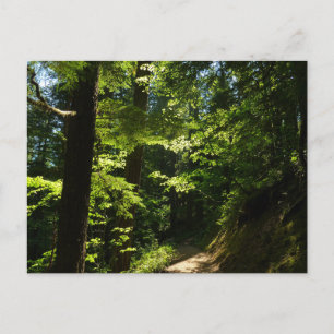Carte Postale Sentier depuis Silver Falls