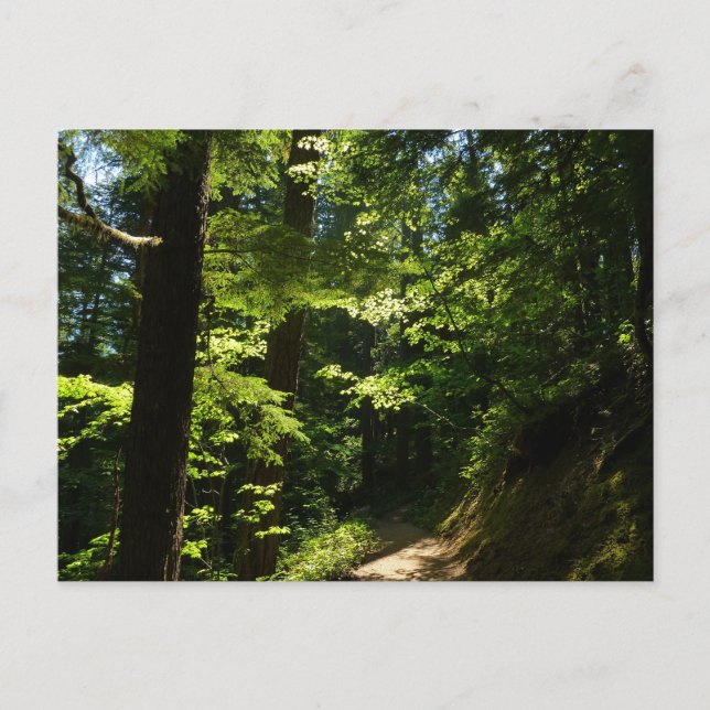 Carte Postale Sentier depuis Silver Falls (Devant)