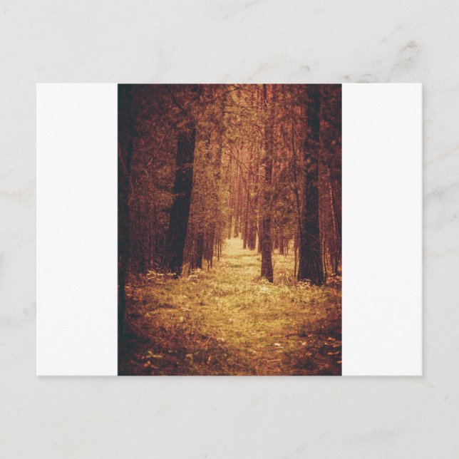 Carte Postale Sentier forestier... (Devant)