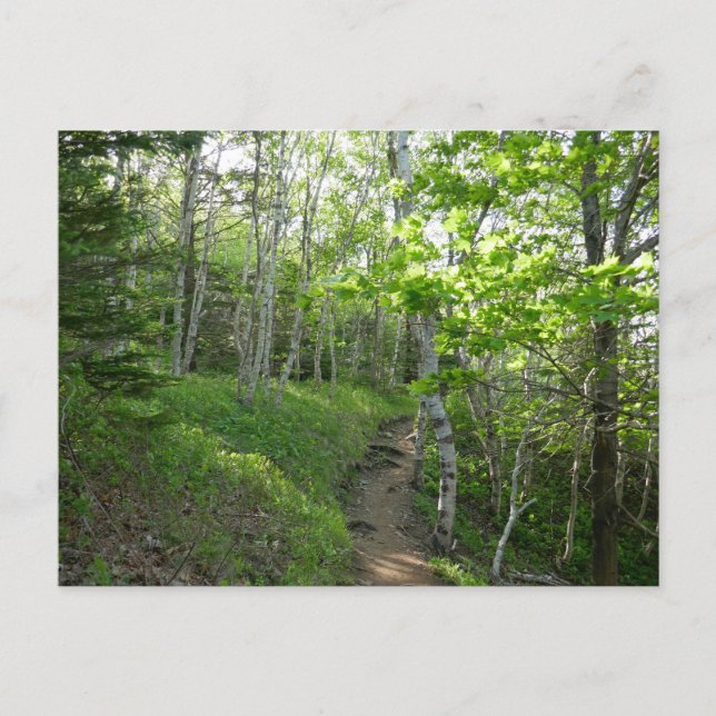 Carte Postale Sentier forestier au parc national d'Acadia (Devant)