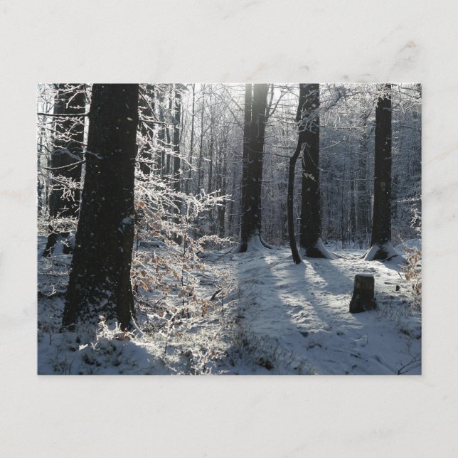 Carte Postale Sentier forestier hivernal enneigé (Devant)