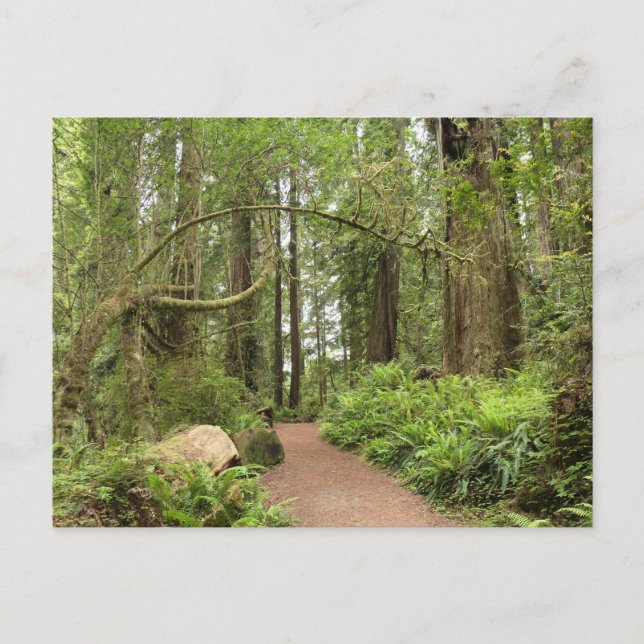 Carte Postale Sentier Karl Knapp (Devant)
