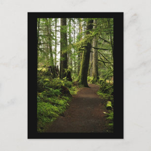 Carte Postale Sentier parmi les géants