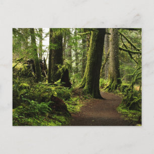 Carte Postale Sentier parmi les géants