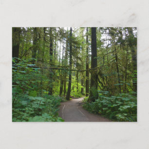 Carte Postale Sentier pour Marymere Falls I
