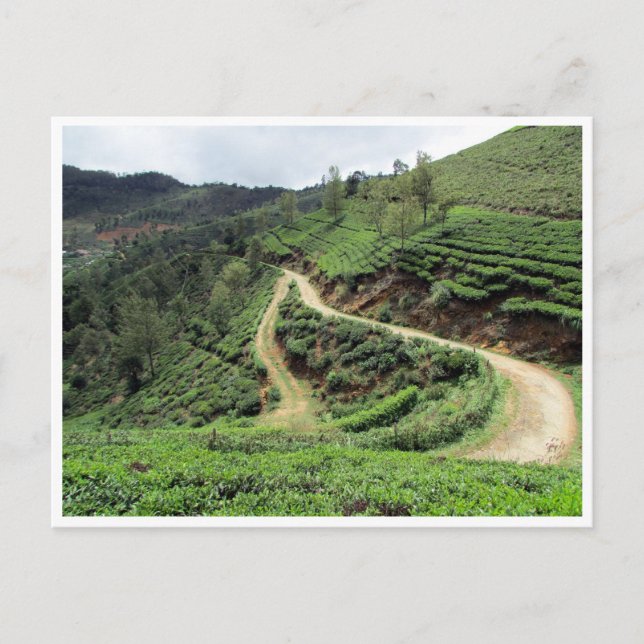 Carte Postale sentiers de plantation de thé (Devant)