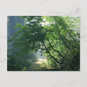 Carte Postale Sentiers Smokey Trails Forêts Woods