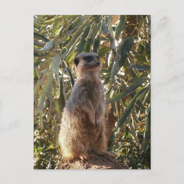 Carte Postale Sentinelle de garde : Meerkat sur fond vert luxuri (Devant)