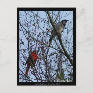 Carte Postale Sentinels Blue Jay et Cardinal par Lee Hiller