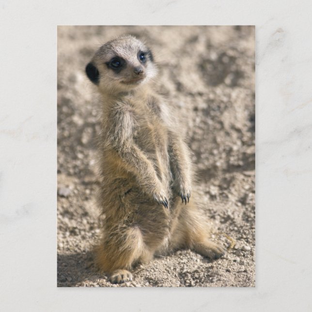 Carte postale Sentry-in-Training (Devant)