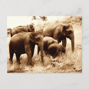Carte Postale Séphie des éléphants indiens