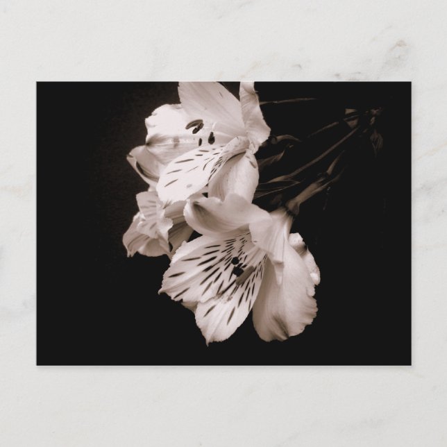 Carte postale Sepia Alstroemeria Lily (Devant)