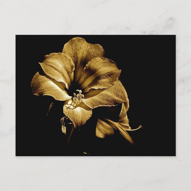 CARTE POSTALE SEPIA AMARYLLIS AVEC ARRIÈRE - PLAN NOIR (Devant)