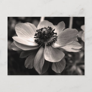 Carte Postale Sepia Anemone Floral Photocard Postcard