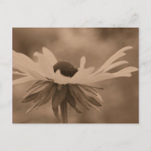 Carte Postale Sepia Black Eyed Susan Flower Photo