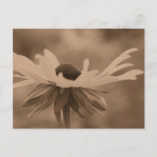 Carte Postale Sepia Black Eyed Susan Flower Photo (Devant)