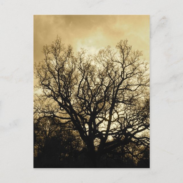 Carte Postale sépia du ciel et de l'arbre (Devant)