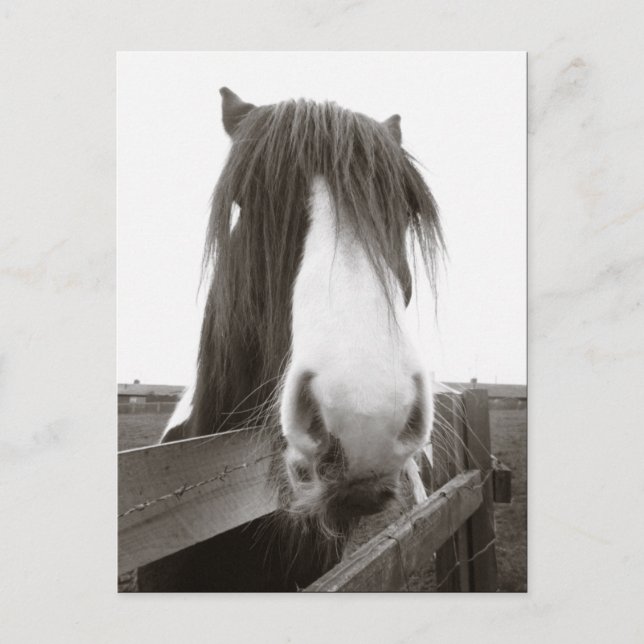 Carte postale Sepia Horse Portrait (Devant)
