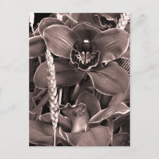 Carte Postale Sepia Orchidées Et Spikes