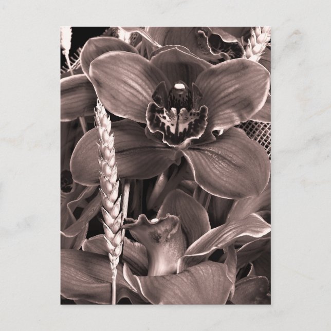 Carte Postale Sepia Orchidées Et Spikes (Devant)