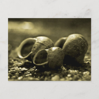 Carte Postale Sepia Shells