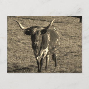 Carte Postale Sepia Tone Brown et blanc Longhorn Bull