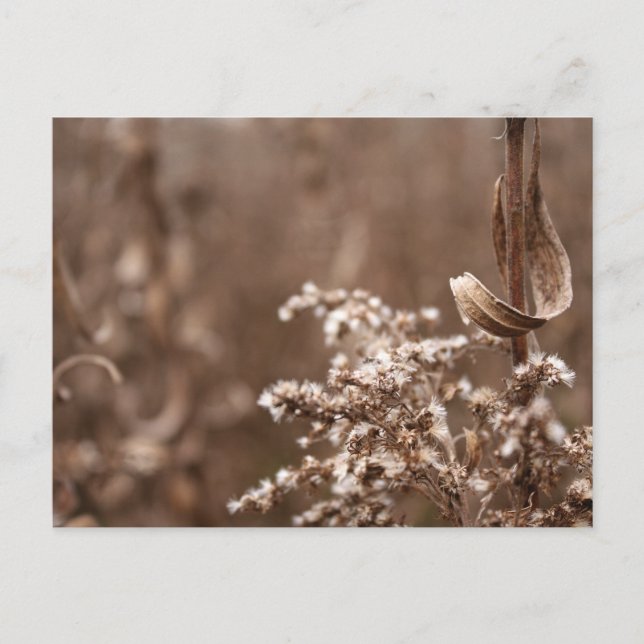 Carte Postale Sepia Tones (Devant)