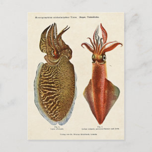 Carte Postale Sepia und Octopus 1913