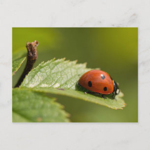 Carte Postale Sept-tache Ladybird