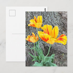 Carte Postale Séquence de trois tulipes jaunes /