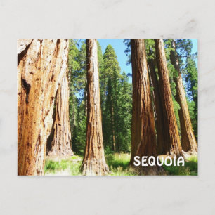 Carte postale Sequoia !