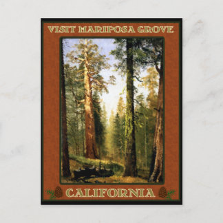 Carte Postale Séquoia à Mariposa Grove
