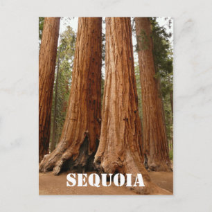 Carte Postale Séquoia géante, Parc national de Sequoia, Californ