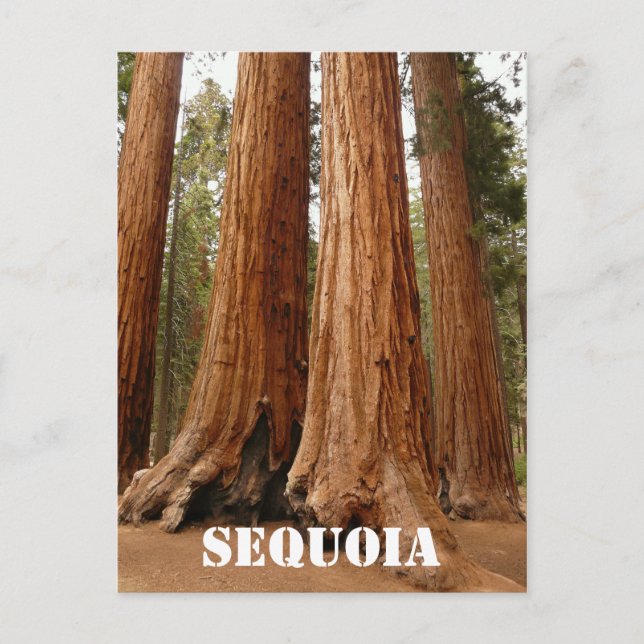 Carte Postale Séquoia géante, Parc national de Sequoia Version a (Devant)