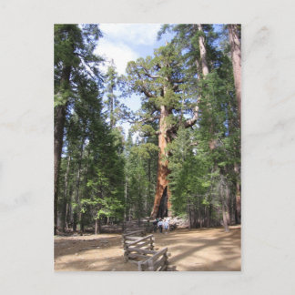 Carte Postale Séquoia géante, Parc national de Yosemite