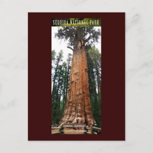 Carte Postale SEQUOIA NAT'L PARK-California-General Sherman