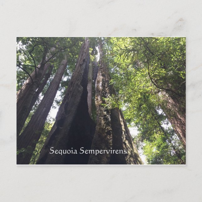Carte postale Sequoia Sempervirens (Devant)