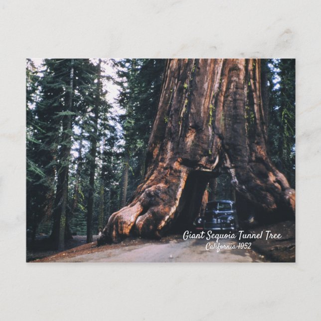 Carte Postale Sequoia Tunnel Tree California 1952 (Devant)