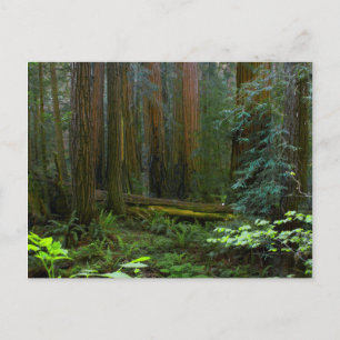 Carte Postale Séquoias de Muir Woods National Monument