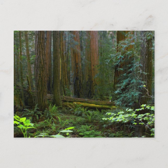 Carte Postale Séquoias de Muir Woods National Monument (Devant)