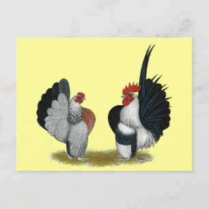 Carte Postale Serama Bantams