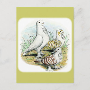 Carte Postale Seraphim