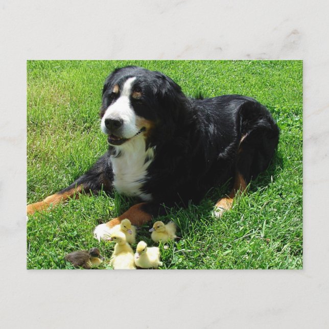 Carte Postale Serena et les canons (Devant)