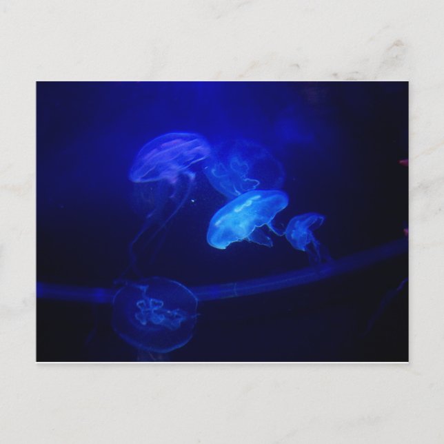 Carte Postale Sérénité (Devant)