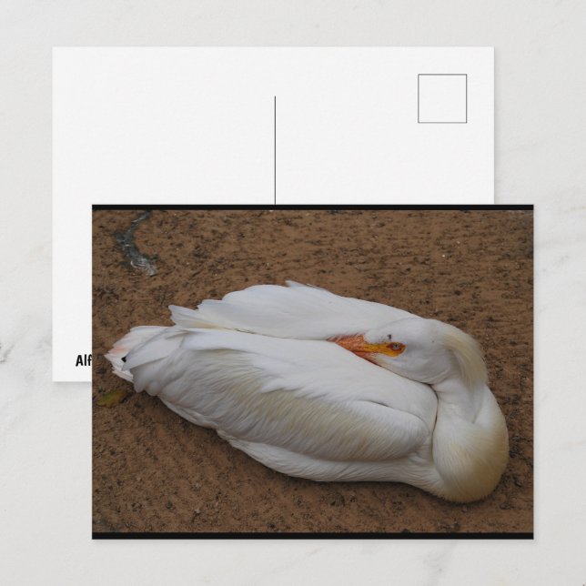Carte Postale Sérénité en blanc (Devant / Derrière)