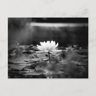 Carte Postale Série 0851