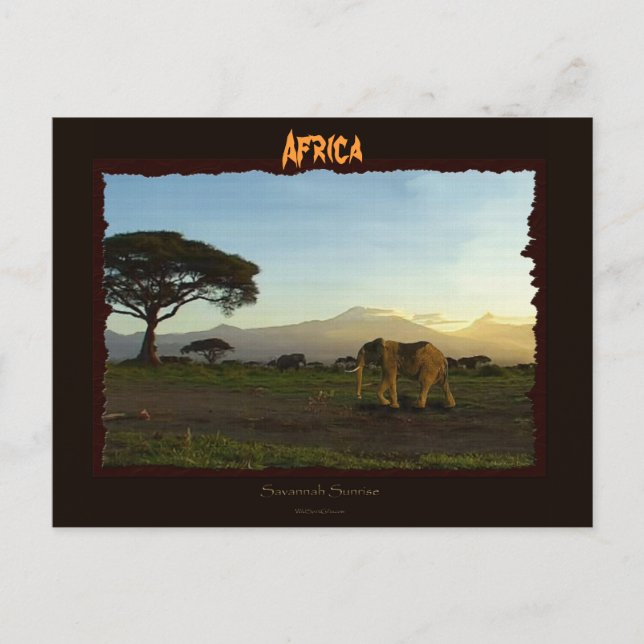 Carte Postale Série africaine des éléphants (Devant)