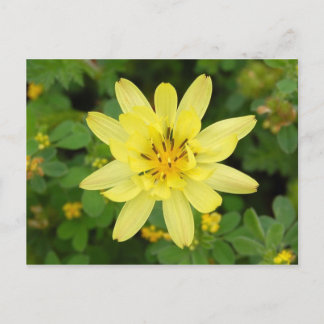 Carte Postale Série de fleurs 2007