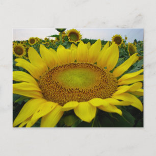 Carte Postale Série de tournesols